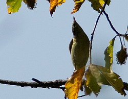 �������-��������� (Phylloscopus collybita) ������