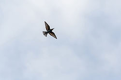 ���������� ����� (Merops apiaster) ������