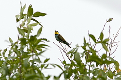���������� ����� (Merops apiaster) ������