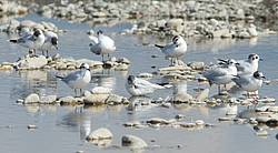 ����� ����� (Larus minutus) ������