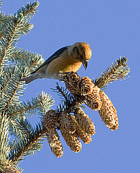 ����-������ (Loxia curvirostra) ������