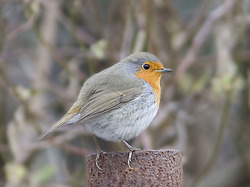 ������� (Erithacus rubecula) ������