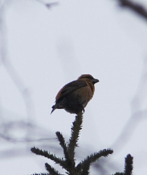 ����-������ (Loxia curvirostra) ������