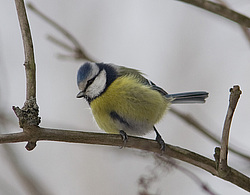 ������������ ��������� (Cyanistes caeruleus) ������