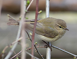 �������-��������� (Phylloscopus collybita) ������