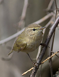 �������-��������� (Phylloscopus collybita) ������