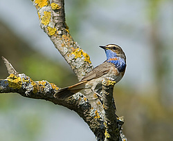 ��������� (Luscinia svecica) ������