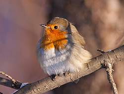 ������� (Erithacus rubecula) ������