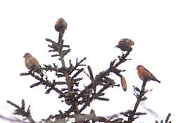 ����-������ (Loxia curvirostra) ������