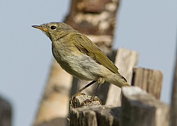 �������-��������� (Phylloscopus collybita) ������