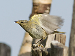 �������-��������� (Phylloscopus collybita) ������