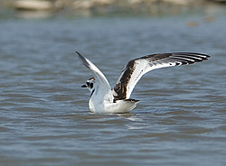 ����� ����� (Larus minutus) ������