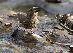 ����-������ (Loxia curvirostra) ������