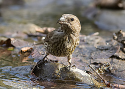 ����-������ (Loxia curvirostra) ������