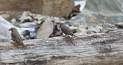����-������ (Loxia curvirostra) ������