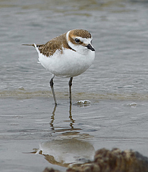 ������� ��� (Charadrius alexandrinus) ������