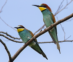 ���������� ����� (Merops apiaster) ������