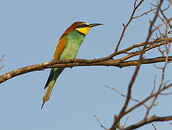 ���������� ����� (Merops apiaster) ������