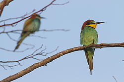 ���������� ����� (Merops apiaster) ������