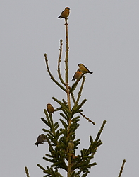 ����-������ (Loxia curvirostra) ������