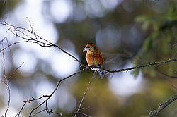 ����-������ (Loxia curvirostra) ������