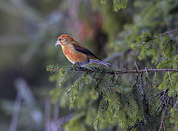 ����-������ (Loxia curvirostra) ������