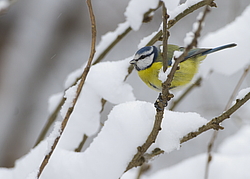 ������������ ��������� (Cyanistes caeruleus) ������