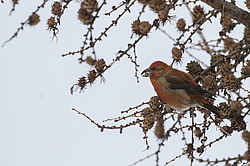 ����-������ (Loxia curvirostra) ������