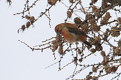 ����-������ (Loxia curvirostra) ������