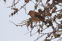 ����-������ (Loxia curvirostra) ������