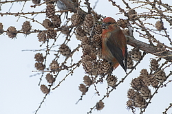 ����-������ (Loxia curvirostra) ������