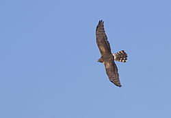 ������� ���� (Circus pygargus) ������