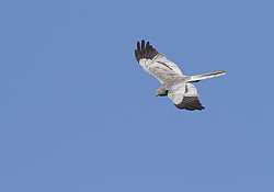 ������� ���� (Circus pygargus) ������