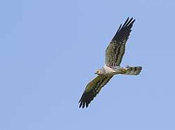 ������� ���� (Circus pygargus) ������