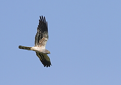 ������� ���� (Circus pygargus) ������