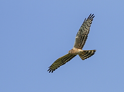 ������� ���� (Circus pygargus) ������