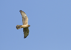 ������� ���� (Circus pygargus) ������