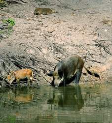 ����� (Sus scrofa)