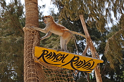 �����, ���������, �������, ������ 2011