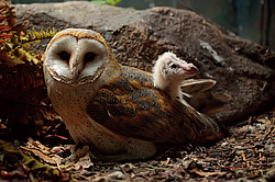 ������������ ������ (Tyto alba), 1 ������. ���������� �������