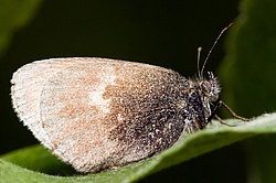 �����������, ��������� �����������