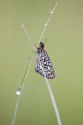 �����������, ��������� �����������