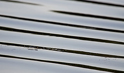 ���������������, ��������� �����������