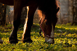 �������� ������ (Equus ferus caballus) �������, ������, ������