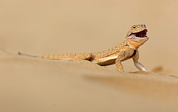 ������� ������������� (Phrynocephalus mystaceus) ������ ��������