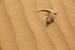 ������� ������������� (Phrynocephalus mystaceus) ������ ��������