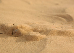 ������� ������������� (Phrynocephalus mystaceus) ������ ��������