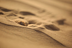 ������� ������������� (Phrynocephalus mystaceus) ������ ��������