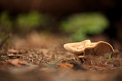 ������ ����, �������������� ���������� ���, �����������