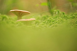 ������ ����, �������������� ���������� ���, �����������